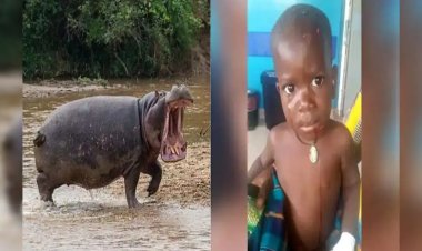 दरियाई घोड़े ने 2 साल के बच्चे को जिंदा निगला, पत्थर पड़े तो उगलकर झील में वापस भागा