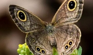 अब हिन्दी नामों के साथ भारत में उड़ेंगी तितलियां