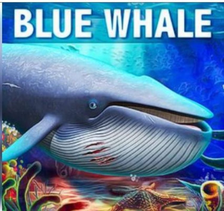 अमेरिका में भारतीय छात्र की मौत ब्लू व्हेल गेम से जुड़ी होने की संभावना