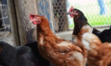 रांची में एक महीने में दूसरी बार बर्ड फ्लू, इन्फेक्टेड जोन में पक्षियों को मारने का अभियान शुरू