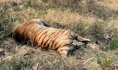 मादा बाघ का दो दिन पुराना शव पेंच पार्क प्रबंधन को घाटकोहका बफर क्षेत्र में मिला, कराई जा रही विस्तृत छानबीन