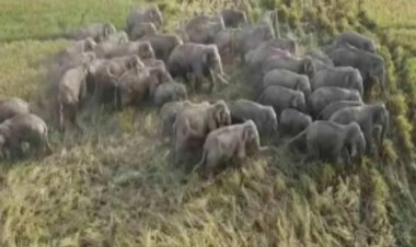 यहां घूम रहे दर्जनों हाथी, वन विभाग ने जारी किया अलर्ट...