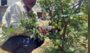 शिमला के सेबों से गुलजार होगा पूर्वांचल का तराई क्षेत्र