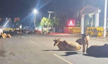 सडक़ों पर आवारा मवेशियों का जमावड़ा, हादसे की आशंका, जिम्मेदार हुए बेपरवाह