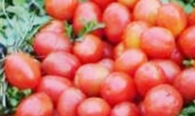 टमाटर सौ रुपए किलो