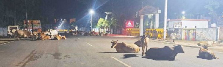 सडक़ों पर आवारा मवेशियों का जमावड़ा, हादसे की आशंका, जिम्मेदार हुए बेपरवाह