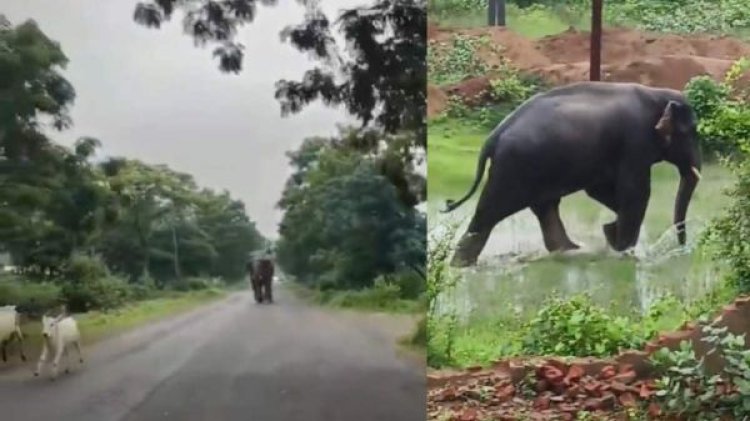 CG में हाथियों का आतंक: दंतैल हाथी ने ग्रामीण क्षेत्रों में मचाया उत्पात, सुबह सैर पर निकली महिला की हमले से मौत