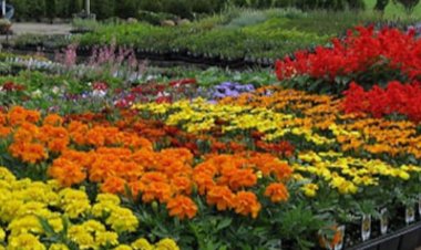 हार्टिकल्चर, फूड प्रोसेसिंग से बढ़ाएंगे किसानों की आय:सात IAS, छह कृषि वैज्ञानिक व अफसरों की स्टेट लेवल स्टीयरिंग कमेटी देगी सुझाव