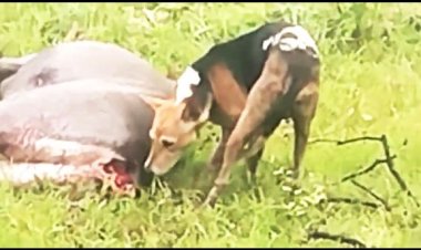 आवारा कुत्तों के हमले से नीलगाय की मौत