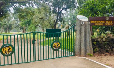 बीटीआर के दो बाघों को सतपुड़ा टाइगर रिजर्व करेंगे शिफ्ट:बहेरहा इंक्लोजर में 6 वर्ष और 3 वर्ष के बाघ होंगे आजाद