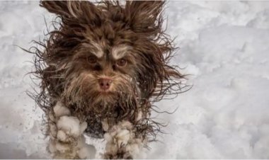 कुत्ता पालने का टैक्स लेकर जर्मनी कर रहा है रिकॉर्ड कमाई