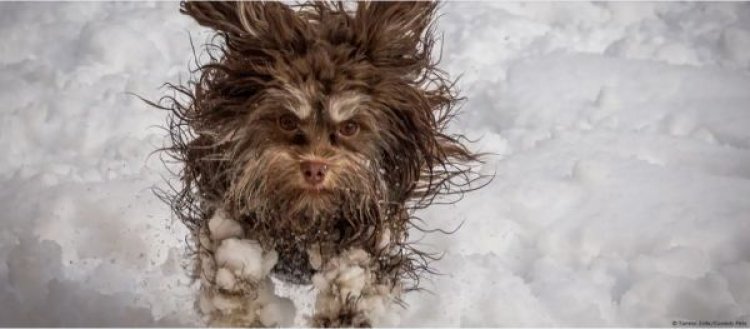 कुत्ता पालने का टैक्स लेकर जर्मनी कर रहा है रिकॉर्ड कमाई