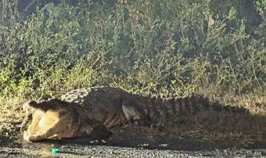 निवाड़ी के आजादपुरा के मोड़ पर दिखा मगरमच्छ:सोशल मीडिया पर वायरल हुआ वीडियो, सातार नदी से निकल कर रहवासी क्षेत्र में पहुंचा
