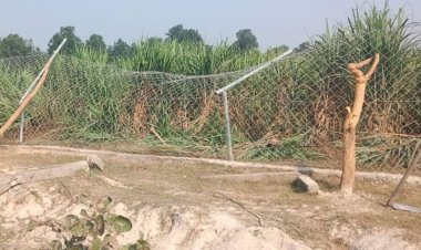 शहडोल में गन्ना और धान खाने आया 25 हाथियों का:STR के बफर जोन से निकलकर ब्यौहारी के तीन गांवों में मूवमेंट