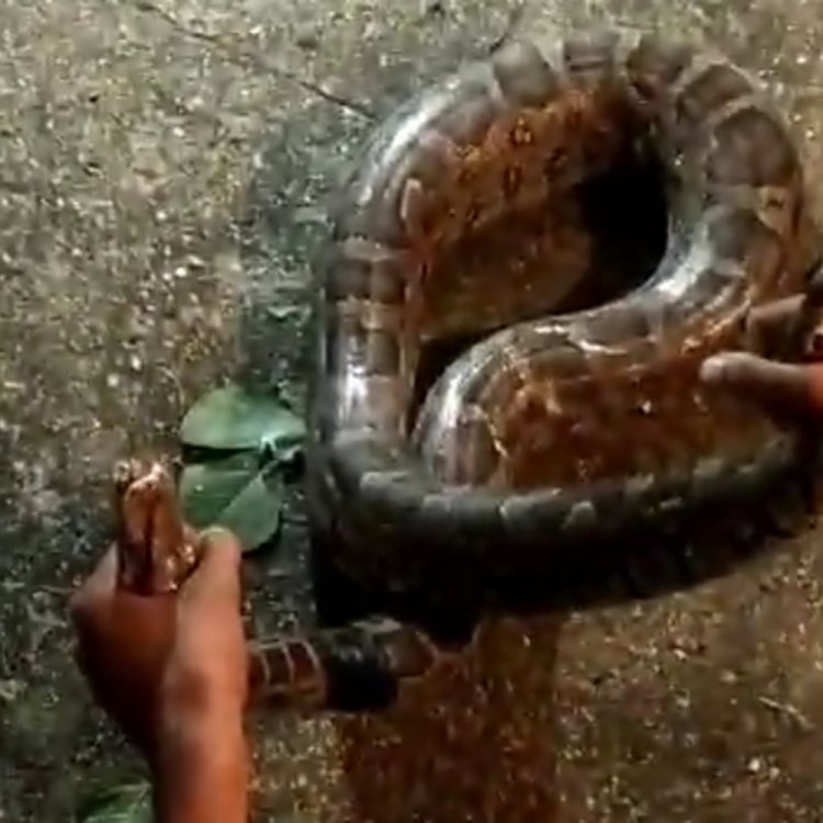 सागर में बीडी अस्पताल में घुसा अजगर:स्नेक कैचर ने रेस्क्यू कर पकड़ा 8 फीट लंबा सांप, 35 किलोग्राम वजनी था