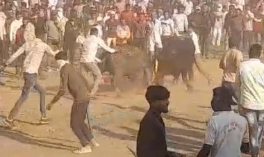 संग्रामपुर में पाड़ों की टक्कर का वीडियो:एक युवक को सींग से उछाला; बिना अनुमति आयोजन किया, 20 पर केस दर्ज