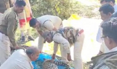 सागर में कुएं में गिरा तेंदुआ, डूबने से मौत:वन विभाग की टीम ने रेस्क्यू कर निकाला शव, डॉग स्क्वॉड ने सर्चिंग की