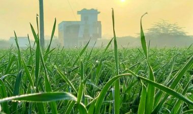 बड़वानी में उत्तरी हवाओं से बढ़ी ठंड:6 दिन में 7 डिग्री गिरा रात का पारा, रबी फसलों को होगा लाभ