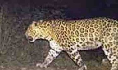 सीधी में तेंदुए ने बच्ची पर हमला किया:दादी के साथ बकरी चरा रही थी, जिला अस्पताल रेफर