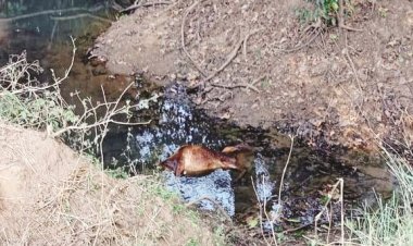 बम की चपेट में बछड़े की मौत