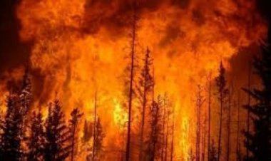 लॉस एंजेलिस में लगी आग किन इलाक़ों में फैली, जानिए क्या हैं ताज़ा हालात.