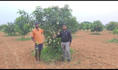 सफलता कि कहानी किसान लिबनुस आम की कर रहे अच्छी खेती अच्छी पैदावार से हो रहा बढ़िया मुनाफा