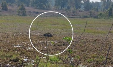 दलदल में फंस कर आज फिर बच्चे हांथी की मौत , वन विभाग में मचा हड़कंप