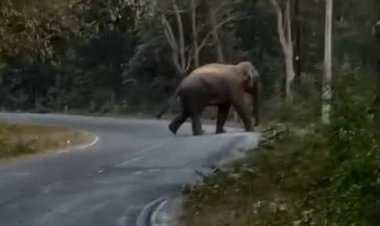 अचानक मेन रोड में आ धमका हाथी, ग्रामीणों में दहशत का माहौल...
