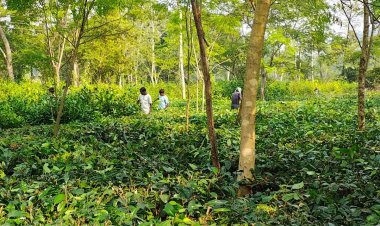 जशपुर: सारू डीह स्थित चाय बगान में पत्तियों की कटाई शुरू, मार्च पर नई पत्तियां निकलने की संभावना...