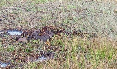 नहीं जाग रहा वन विभाग - हांथी की जगह भैंस की दलदल में फंसकर हुई मौत  