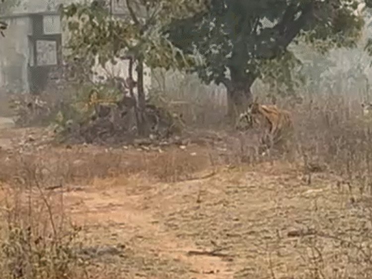 '30 फीट दूर था टाइगर, शिकार होने से बचे':जंगल की सैर करने निकले थे भोपाल के साइकिलिस्ट; तभी सामने आ गया बाघ
