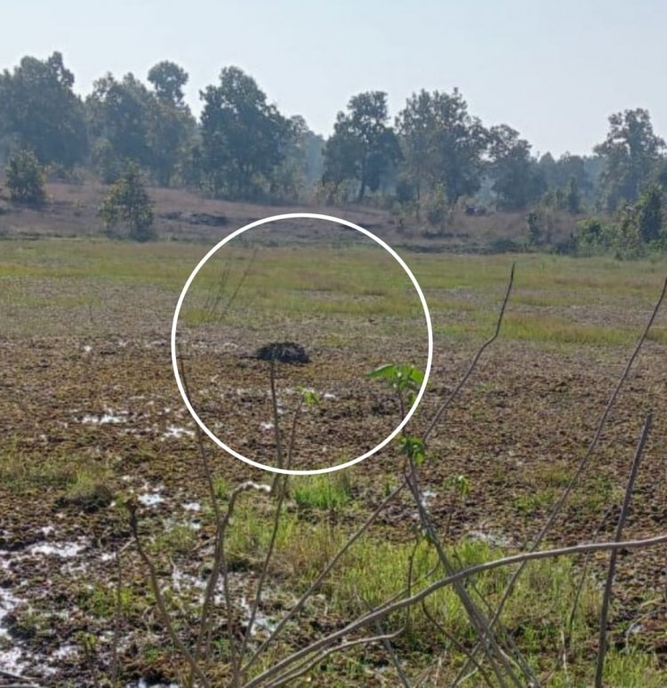 दलदल में फंस कर आज फिर बच्चे हांथी की मौत , वन विभाग में मचा हड़कंप