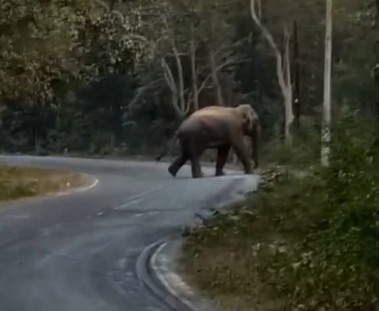 अचानक मेन रोड में आ धमका हाथी, ग्रामीणों में दहशत का माहौल...