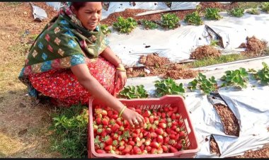 जशपुर: साल 2018 में स्ट्रॉबेरी का हुआ था पहला प्रयोग , आज रकबा पहुंचा 100 एकड़