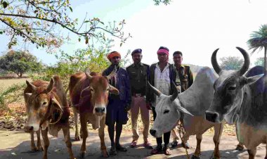 जशपुर पुलिस का ऑपरेशन शंखनाद जारी" जशपुर पुलिस ने ऊपरकछार चौकी क्षेत्रांतर्गत 04 नग गौ वंशों को को कराया तस्करों के चंगुल से मुक्त" तस्करी में शामिल दो आरोपियों को गिरफ्तार कर भेजा जेल