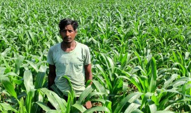 रायपुर : ग्रीष्मकालीन धान के बदले मक्का की खेती से दोगुना लाभ खेती से दोगुना लाभ  "कम लागत, अधिक मुनाफा और जल संरक्षण में मिली सफलता