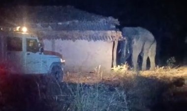 कोरबा में जंगली हाथियों का उत्पात जारी...