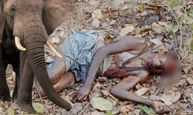 दंतैल हाथी ने पटक कर ग्रामीण को पटक लाश को किया छत विक्षत , ग्रामीण वन विभाग पर लगा रहे गंभीर आरोप 