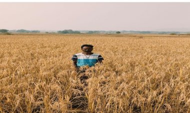 सफलता की कहानी किसान सेवाराम को मिला कृषि विभाग की योजना का लाभ, अच्छा फसल उत्पादन से सेवा राम है खुश, मुख्यमंत्री को दिया धन्यवाद..