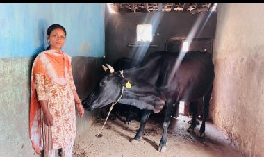सफलता की कहानी: उन्नत नस्ल के गाय पालन ने सरस्वती की बदली दिशा