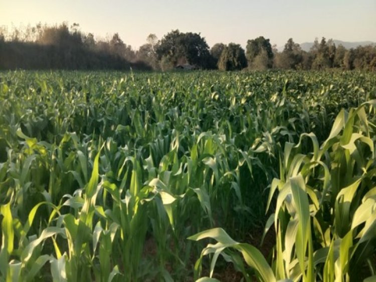 जिले के किसानों को मिल रहा योजनाओं का लाभ , किसान अरूण ने गर्मी के मौसम में धान के बदले दलहन तिलहन और मक्का की कर रहे खेती ...!