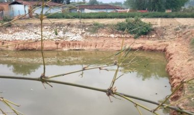 डबरी के पानी से किसान के खेतों में आई हरियाली ,बहुफसलीय खेती का ले रहे लाभ ,आलू, प्याज, मिर्च, करेला, भिंडी, बरबट्टी,गोभी, सब्जी की खेती से आय में हुई बढ़ोत्तरी....