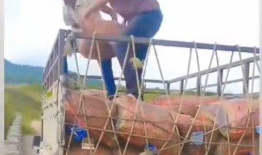 जशपुर: मिर्च का भाव गिरने से किसान परेशान " किसान मिर्च फेकने को हुए मजबूर" सन्ना तहसील क्षेत्र में प्रतिवर्ष सैकड़ों एकड़ में होती है खेती... पढ़िए पूरी खबर