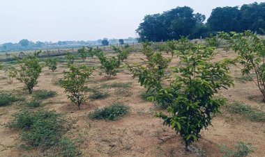 सोंठी गांव में बंजर जमीन बनी हरियाली का प्रतीक, पौधरोपण से बदली तस्वीर