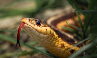 जशपुर: जहरीले सांप के डसने से छात्र की मौत " छात्रावास में रहकर कर रहा था पढ़ाई.... पढ़िए पूरी खबर