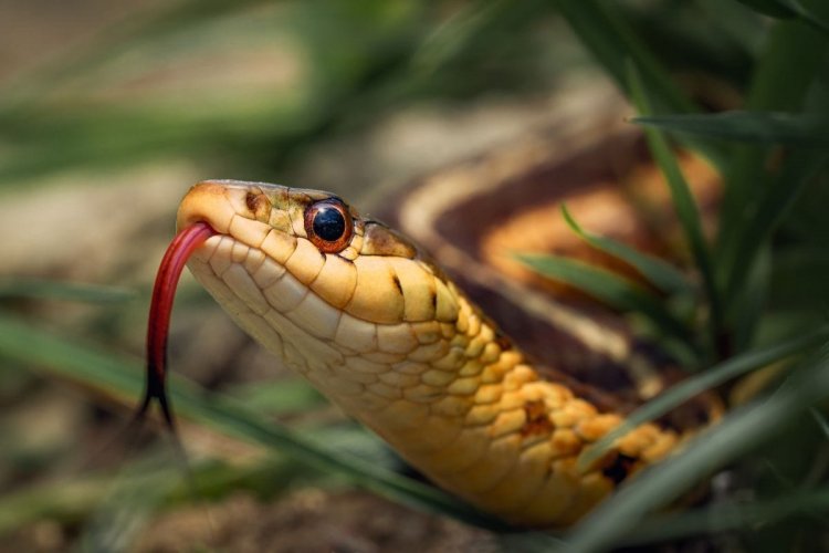 जशपुर: जहरीले सांप के डसने से छात्र की मौत " छात्रावास में रहकर कर रहा था पढ़ाई.... पढ़िए पूरी खबर