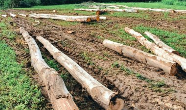 जशपुर: लकड़ी तस्करों पर प्रशासन मेहरबान " ग्रामीणों के कई बार शिकायत के बाद भी नहीं हो रही कार्यवाही, ग्रामीण कर रहे आंदोलन की तैयारी" सन्ना राजस्व क्षेत्र का मामला, जब तक विभाग कार्रवाई करे तब तक सारे पेड़ गायब ?.... पढ़िए पूरी खबर