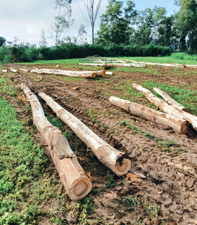 जशपुर: लकड़ी तस्करों पर प्रशासन मेहरबान " ग्रामीणों के कई बार शिकायत के बाद भी नहीं हो रही कार्यवाही, ग्रामीण कर रहे आंदोलन की तैयारी" सन्ना राजस्व क्षेत्र का मामला, जब तक विभाग कार्रवाई करे तब तक सारे पेड़ गायब ?.... पढ़िए पूरी खबर
