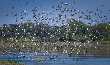 कोपरा जलाशय को राज्य का पहला रामसर साइट घोषित किया जाना छत्तीसगढ़ के लिए गर्व का क्षण: मुख्यमंत्री श्री विष्णु देव साय