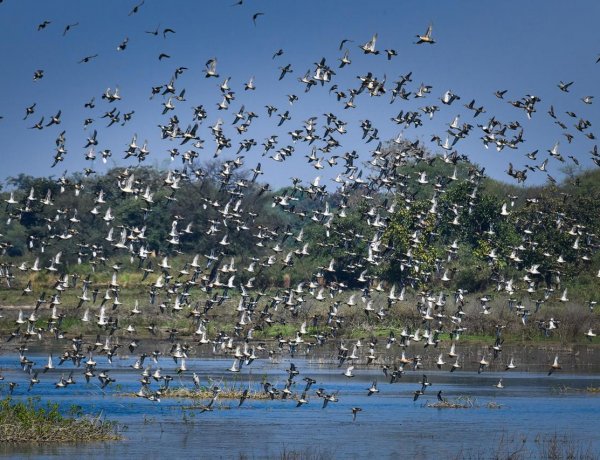 कोपरा जलाशय को राज्य का पहला रामसर साइट घोषित किया जाना छत्तीसगढ़ के लिए गर्व का क्षण: मुख्यमंत्री श्री विष्णु देव साय